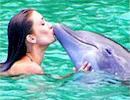 Ocho Rios Dolphin Encounter