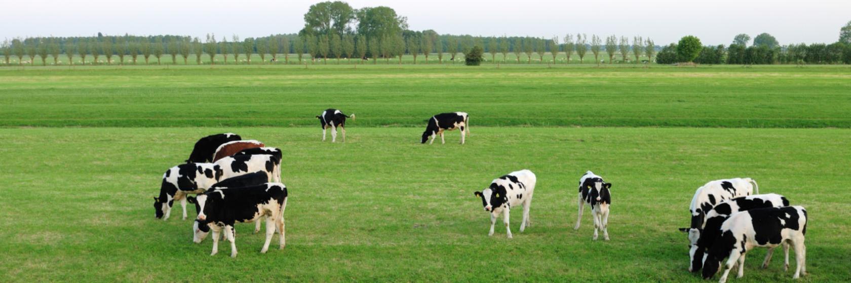Medbourne, Leicestershire Hotels